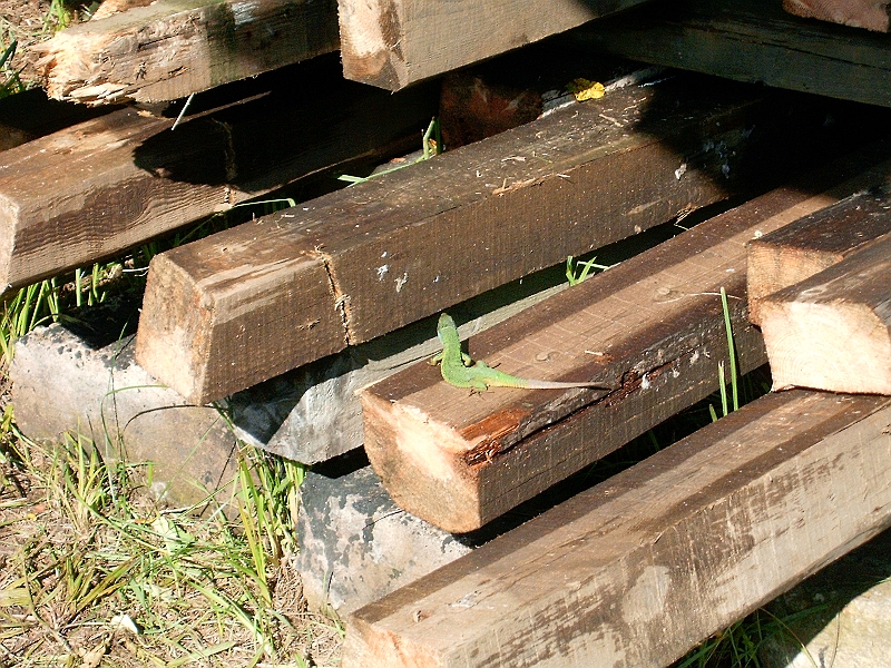 20100605 002.jpg